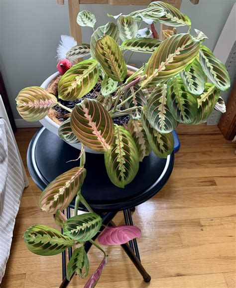 how to care for a prayer plant indoors